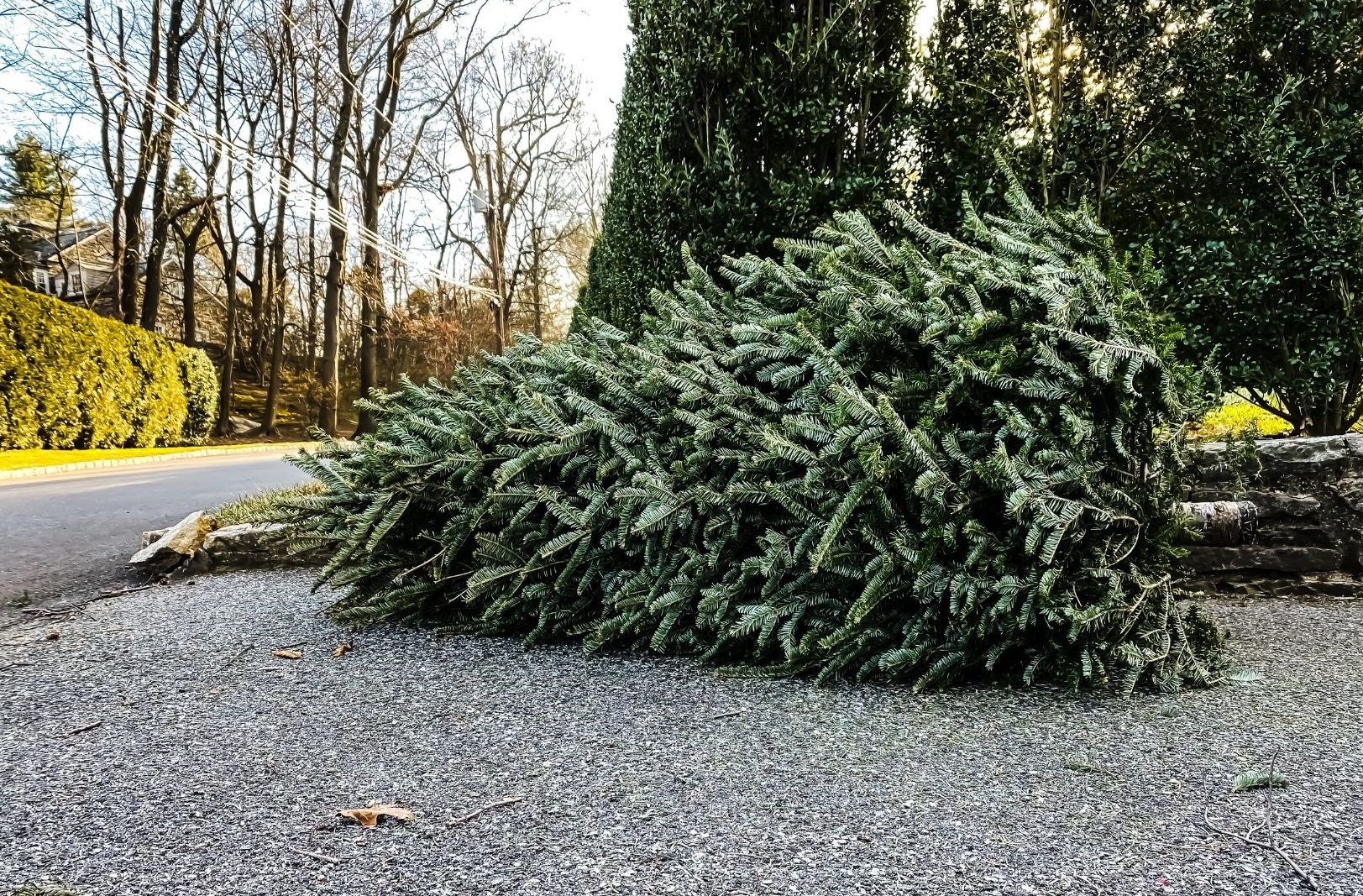 City of Asheville offers guidance for Christmas tree, lights disposal - The City of Asheville