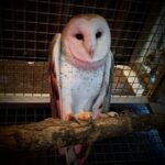 Boris the Barn Owl
