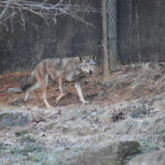 Ben the Red Wolf