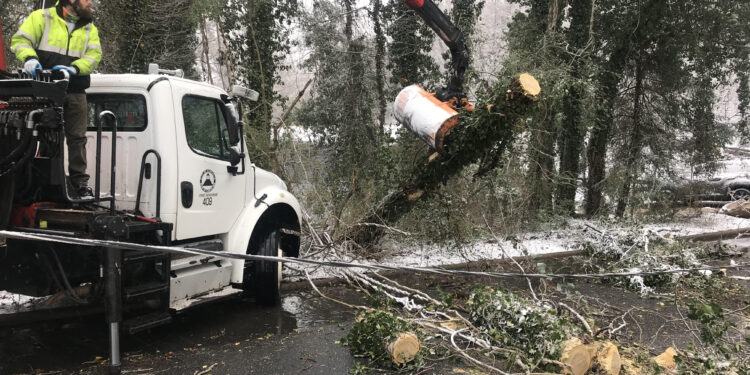 Asheville tree debris