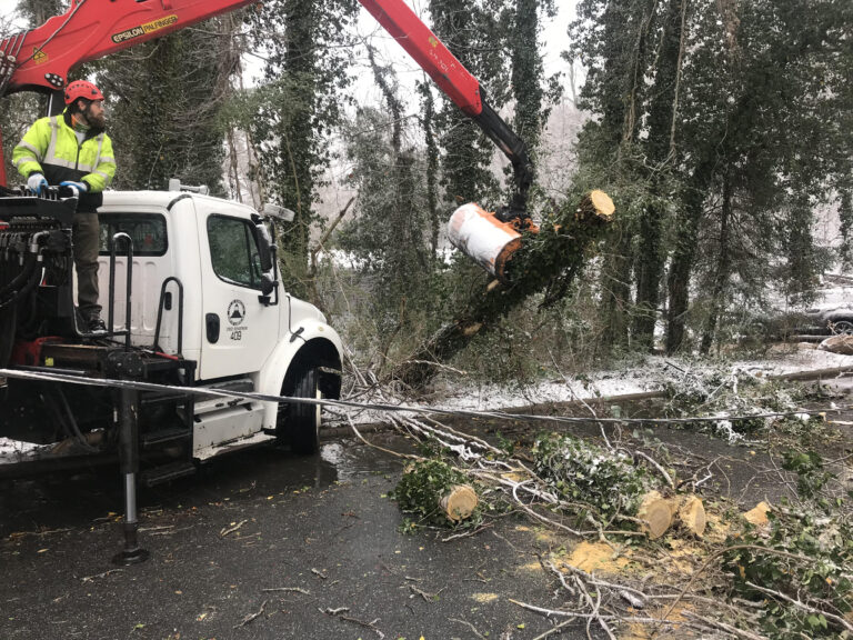 Asheville tree debris