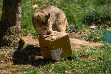 bobcat with cardboard box