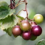 muscadine grapes