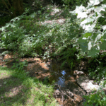 creek at ann patton joyce park