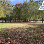 trees and lawn