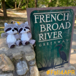 two stuffed raccoons beside French Broad River Greenway sign