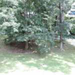 trees and lawn at Forest Park