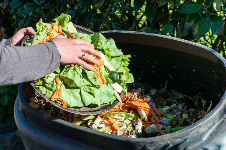 dropping food scraps in large container