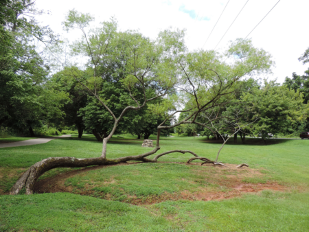 trees in Amboy Riverfront Park