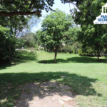 shade trees at Hummingbird Park