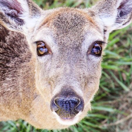 WNC Nature Center Saddened to Announce Death of White-tailed Deer