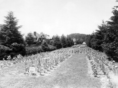 1940s black and white image of planting area for rose bushes