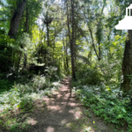 natural trail spur off haw creek greenway
