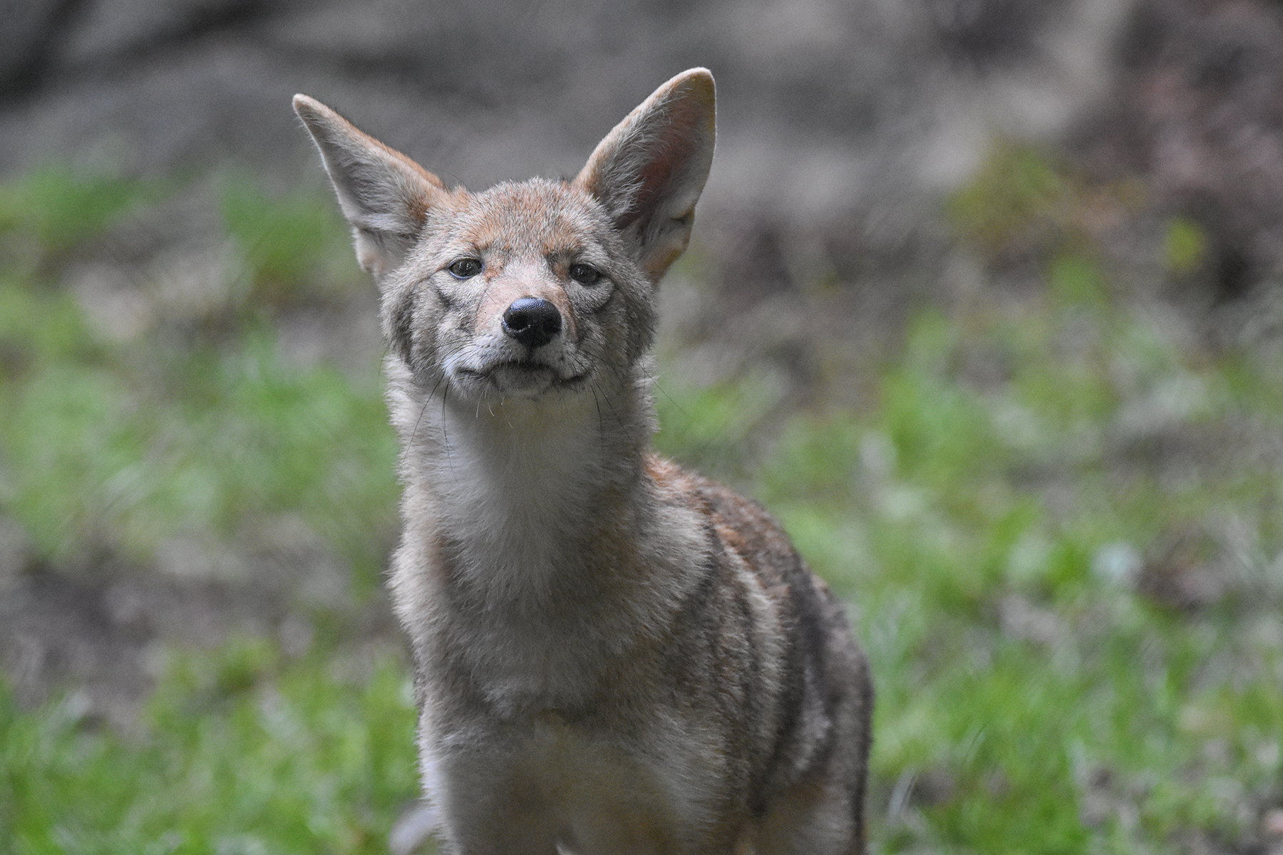 WNC Nature Center: Celebrate New Animals - Asheville.com