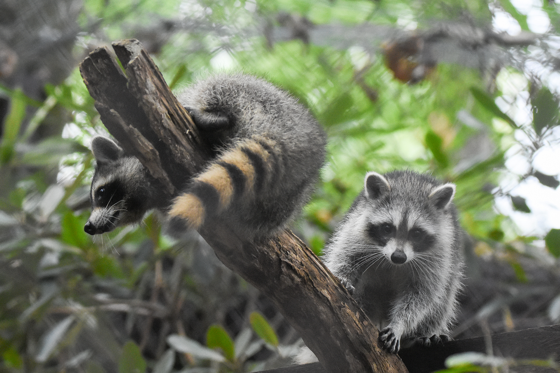WNC Nature Center: Celebrate New Animals - Asheville.com
