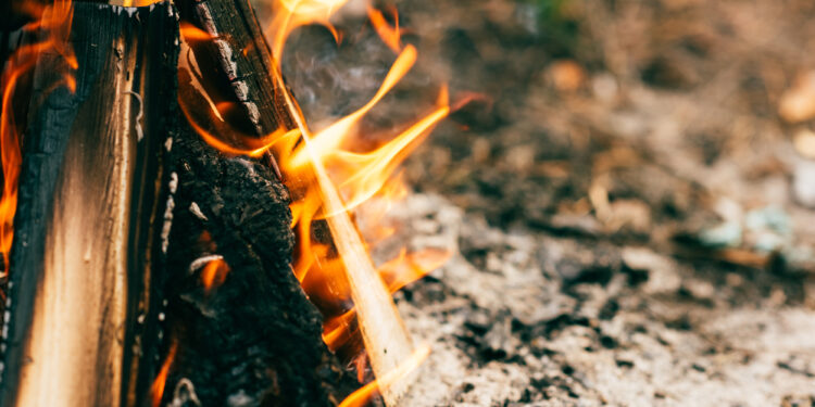 up close image of fire in forest