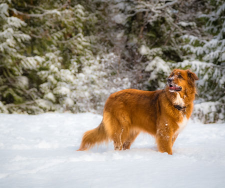 red dog in snow