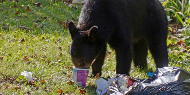 baby black bear getting into trash