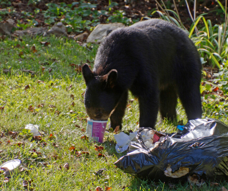 baby black bear getting into trash