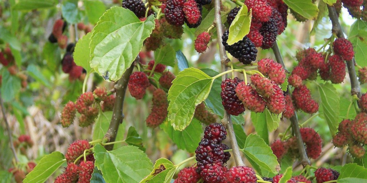 red berries with green leaves