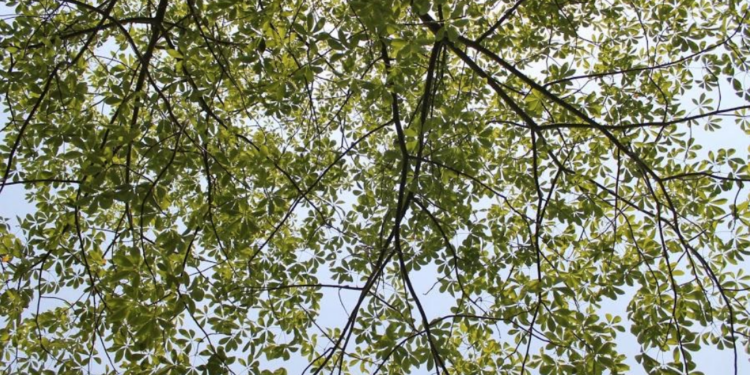 looking up at tree branches with blue sky in background