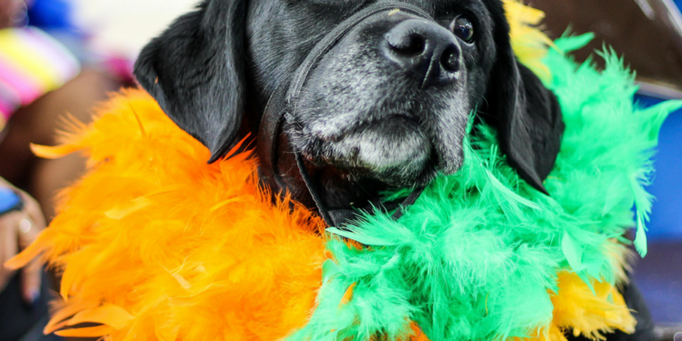 black dog wearing feather scarf