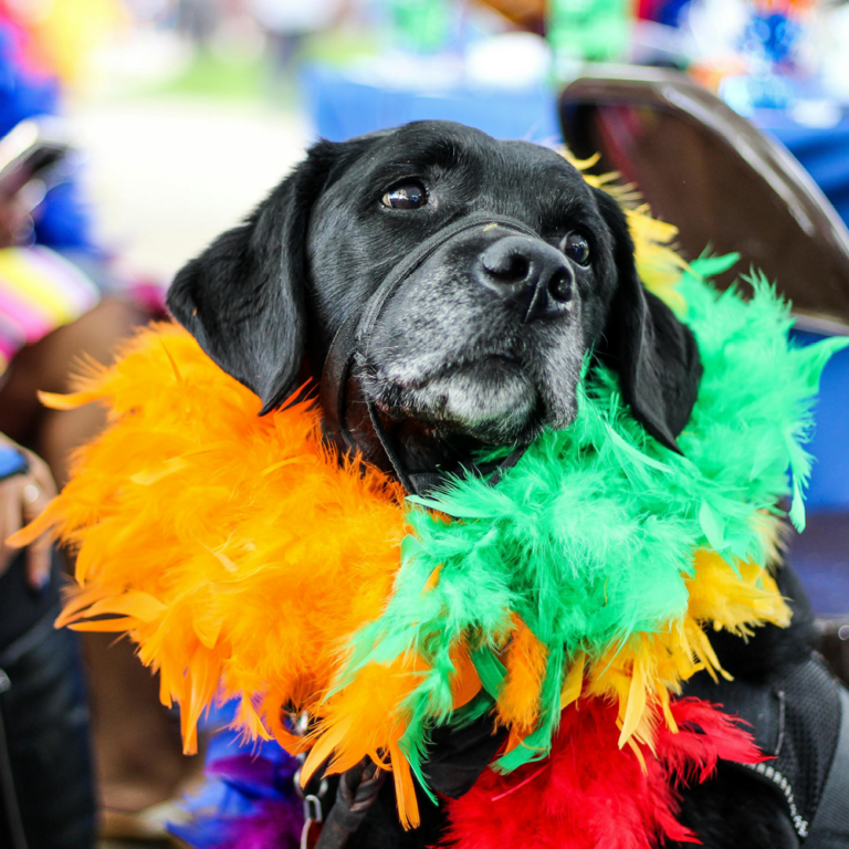 black dog wearing feather scarf