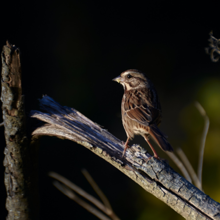 small brown bird sitting on branch
