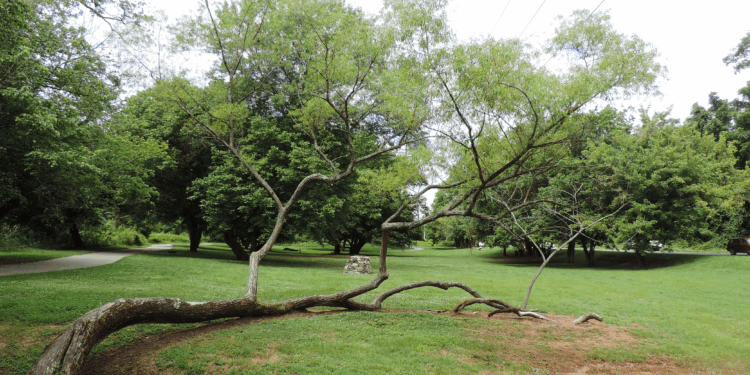 putdoor park with tree down