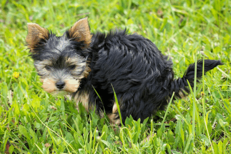 small black dog squatting to poop
