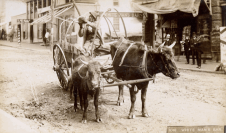 wagon being pulled by oxen with man drinking from container