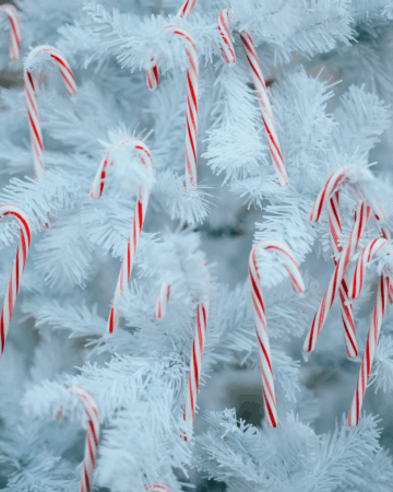 red and white candy canes hang on a white christmas tree
