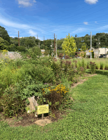 pollinator habitat has several different kinds of blooming plants and greenery