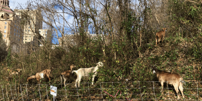 goats eat vegetation near Stephens Lee Community Center