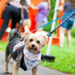 a small tan and black dog on a leash looks at the camera