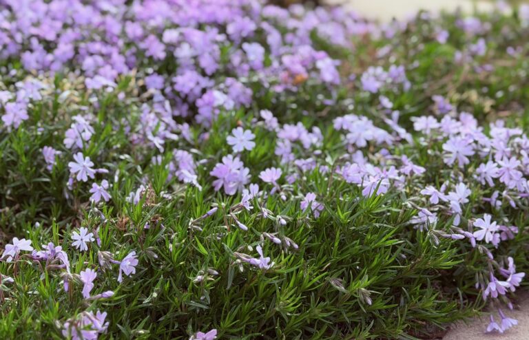 phlox in bloom in March in Pack Square outside City Hall in Asheville