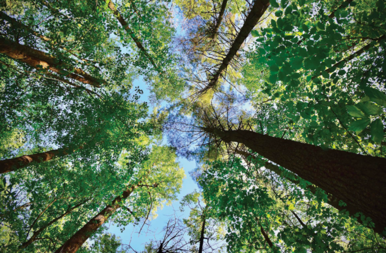 looking up through tree tops from the ground