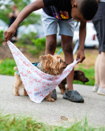 young person tying bandana on dog