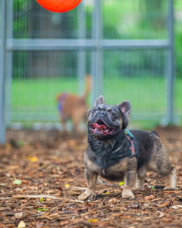  dog looking at a frisbee