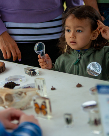 child looking at insects with magnifying glass
