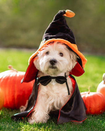 dog in a wizard costume